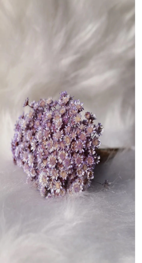 Sempre Viva de 12 grs aproximadamente 150 Florzinhas cor Lilás