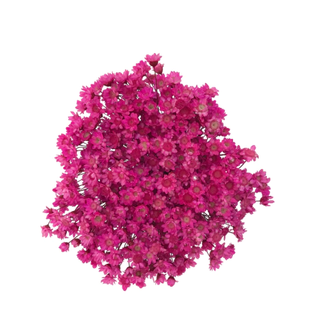 Sempre Viva de 12 grs aproximadamente 150 Florzinhas cor Pink