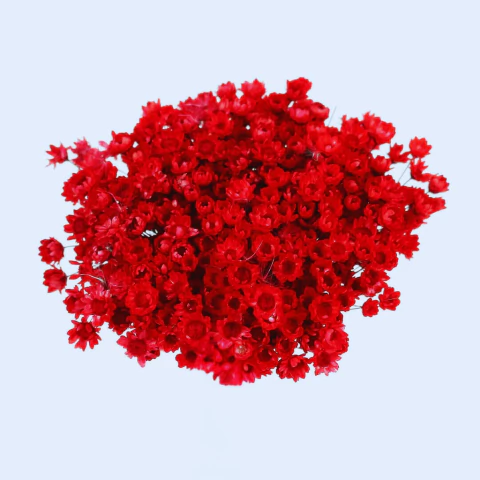 Sempre Viva de 12 grs aproximadamente 150 Florzinhas cor Vermelha