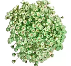 Sempre Viva de 20 grs aproximadamente 300 Florzinhas cor Verde Bebê