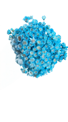 Sempre Viva de 20 grs aproximadamente 300 Florzinhas cor Azul Tifany