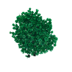 Sempre Viva de 20 grs aproximadamente 300 Florzinhas cor Verde