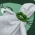 PORTA GUARDANAPO CORFU VERDE BANDEIRA - 2 UNIDADES - comprar online