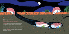 Ronda Nocturna. Vida Animal A La Luz De La Luna - Nicolás Schuff, Paula Fernández, Cynthia Alonso - tienda online