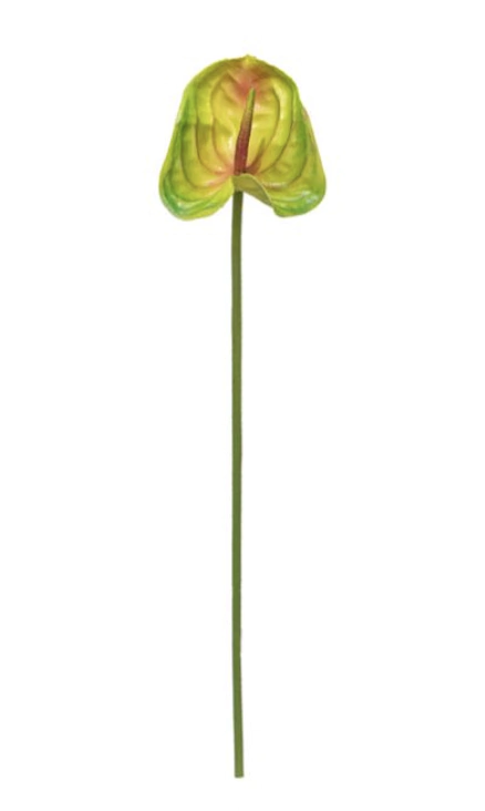 Haste de antúrio verde