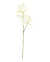 Haste de mini orquídea branca