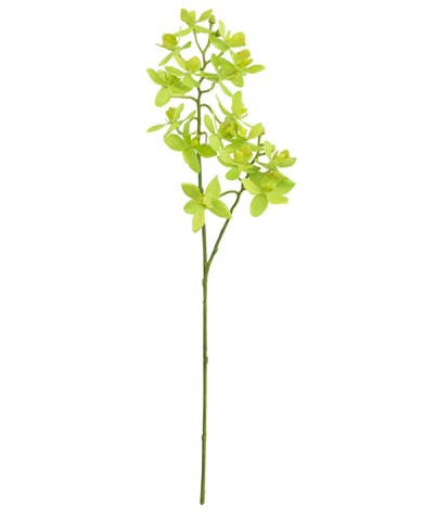 Haste de mini orquídea verde