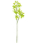 Haste de mini orquídea verde