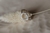 Anillo Bow en internet