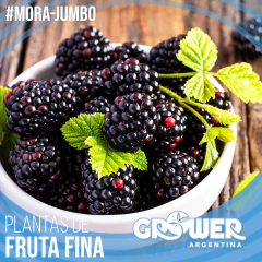 Colección 32 Plantas de Fruta Fina en Tierra - Grower Argentina