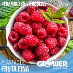Colección 32 Plantas de Fruta Fina en Tierra en internet