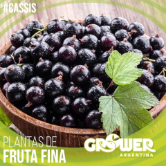 Colección 50 Plantas -a elección- de Fruta Fina en internet