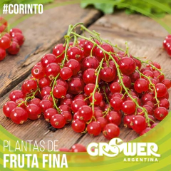 Imagen de Colección 32 Plantas de Fruta Fina en Tierra