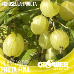Colección 32 Plantas de Fruta Fina en Tierra - comprar online