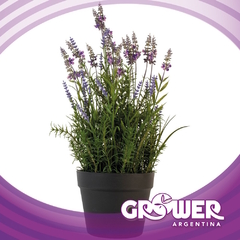 Plantas de Lavandas en tierra (2 unidades) - comprar online