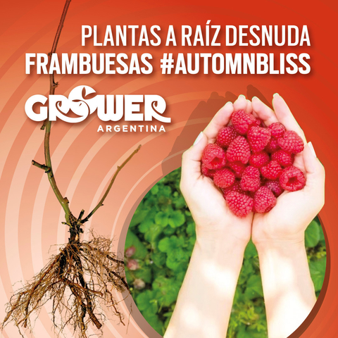 Pack Plantas de Frambuesas #AutumnBliss Fruta Fina (18 unidades)