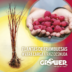 Pack Plantas de Frambuesas Vara Larga #AutumnBliss Fruta Fina (8 unidades)