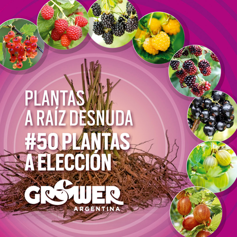 Colección 50 Plantas -a elección- de Fruta Fina