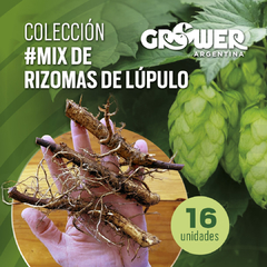 Colección MIX de Rizomas de Lúpulo (16 unidades)