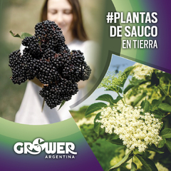 Plantas de SAUCO en tierra