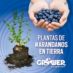 Plantas de Arándanos en tierra (2 unidades)