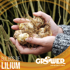 Colección de bulbos de lilium (8 unidades) - comprar online