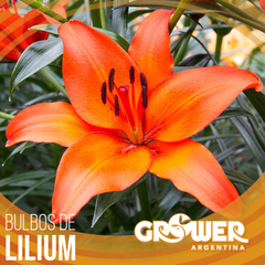 Colección de bulbos de lilium (8 unidades) en internet