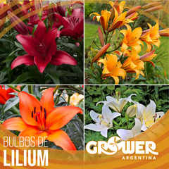 Colección de bulbos de lilium (8 unidades)