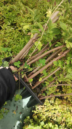 Plantas de SAUCO en tierra - comprar online