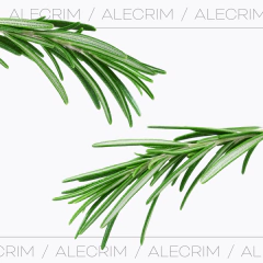 vela perfumada Alecrim - comprar online