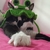Gorro para gato - RANA - comprar online