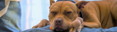 Banner de la categoría DESCANSO