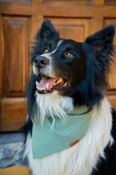 PAÑUELOS TOMY - Woof