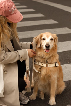ARNÉS ANTI TIRON GALA en internet