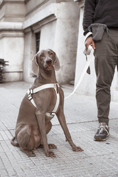 KIT PASEO - Woof