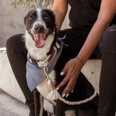 PAÑUELOS TOMY - tienda online