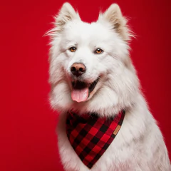 PAÑUELOS TEO ESTAMPADOS