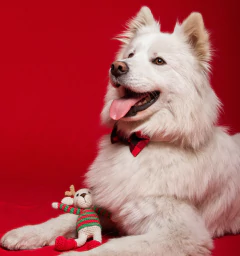 MOÑOS ESTAMPADOS - comprar online