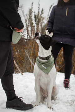 BOLSITA DE PREMIOS BENITO - comprar online