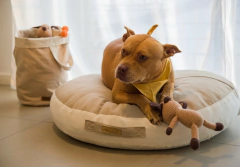 CESTO LOLA en internet