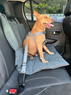 Imagen de ARNÉS CHUECA