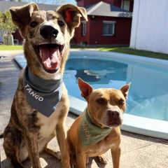 PAÑUELOS PERSONALIZADOS - Woof