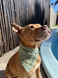 PAÑUELOS PERSONALIZADOS en internet