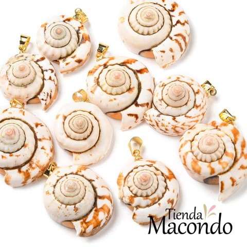 CARACOLA ESPIRAL NATURAL (1 Unidad) - comprar online