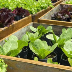 Kit de Huerta para todo el año: Semillas Agroecológicas (50 sobres) + 2 bandejas + sustrato + humus + jabón potásico + enraizante - MUNDO HUERTAS