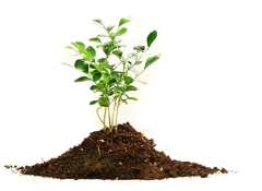 Sustrato profesional para germinación x 5lts