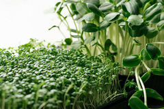 Semillas Agroecológicas para Microgreens, hidroponía y Germinados x 100 Sobres a Elección - ¡Cultiva tu Salud! - MUNDO HUERTAS