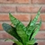 Sansevieria enana - comprar online