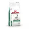 Diabetic Canine
