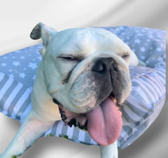 Colchón Estrellitas Gris en internet